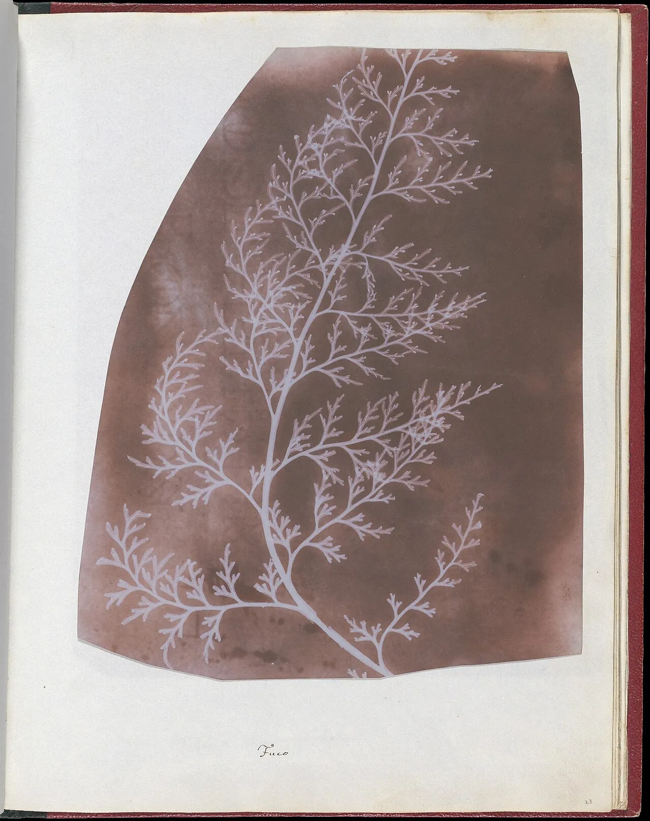 Wrack by William Henry Fox Talbot