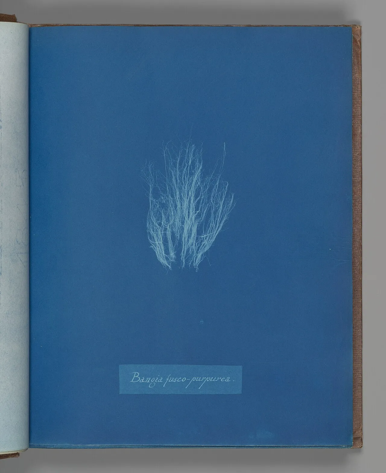Bangia fusco-purpurea by Anna Atkins