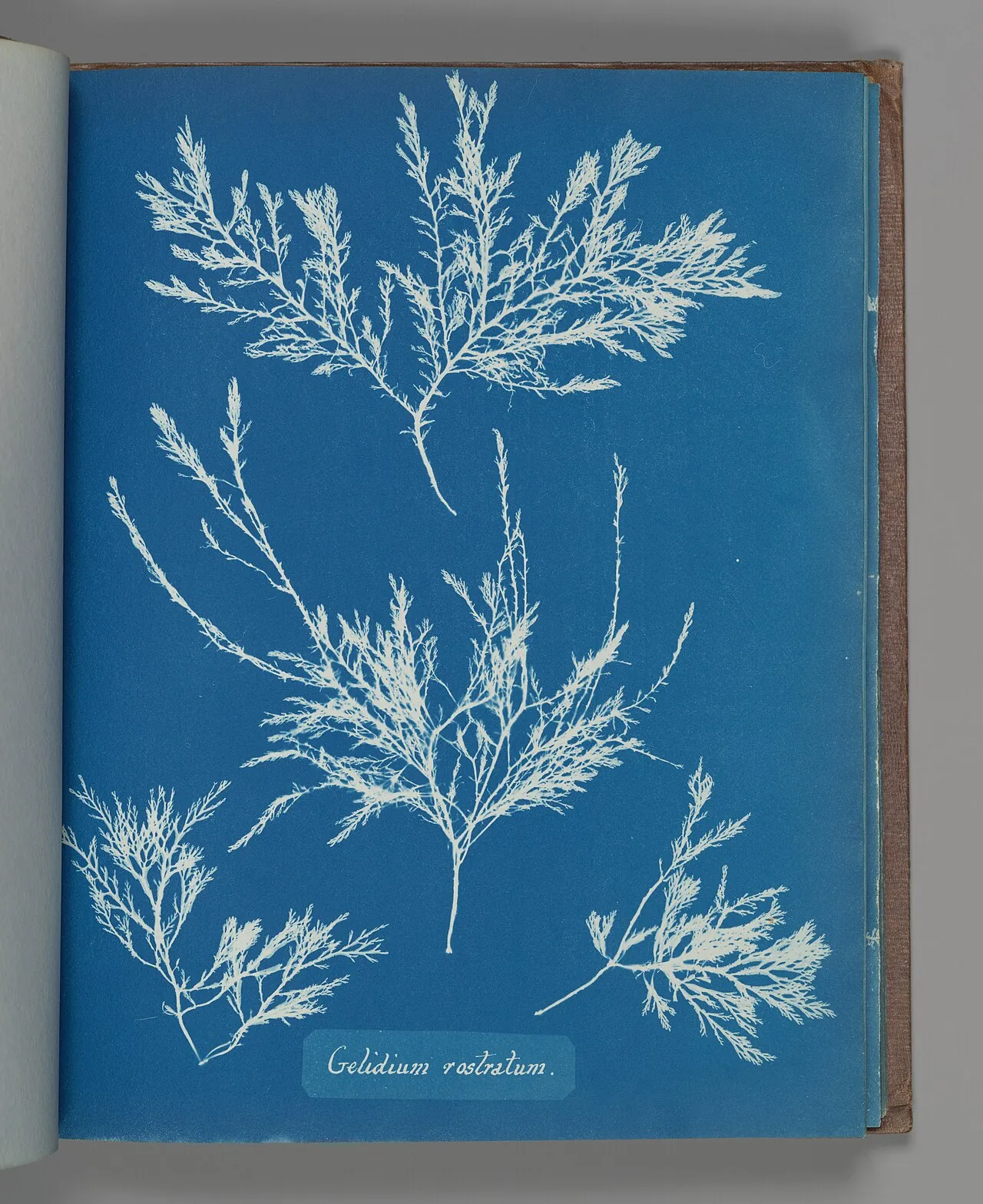 Gelidium rostratum by Anna Atkins