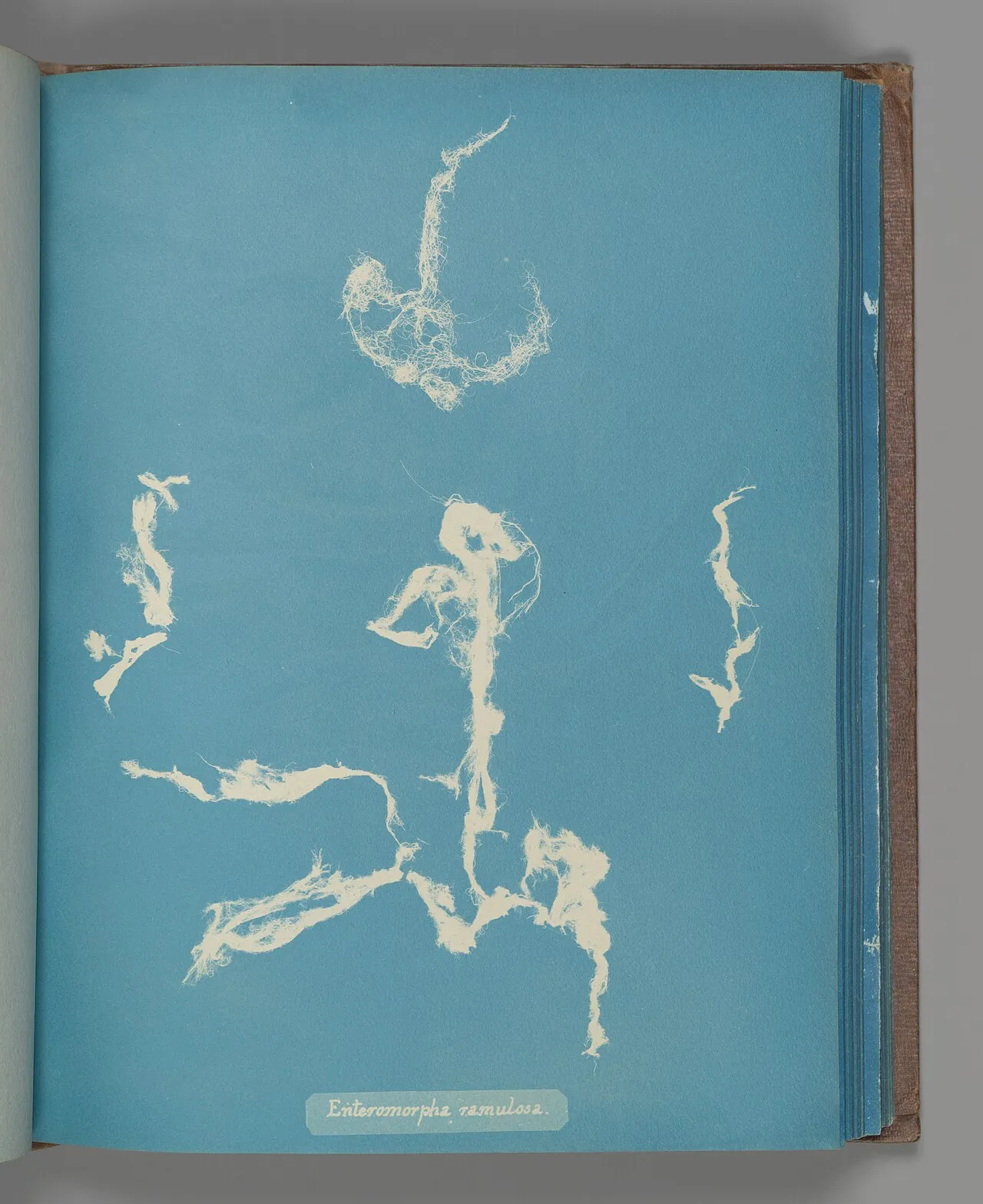 Enteromorpha ramulosa by Anna Atkins
