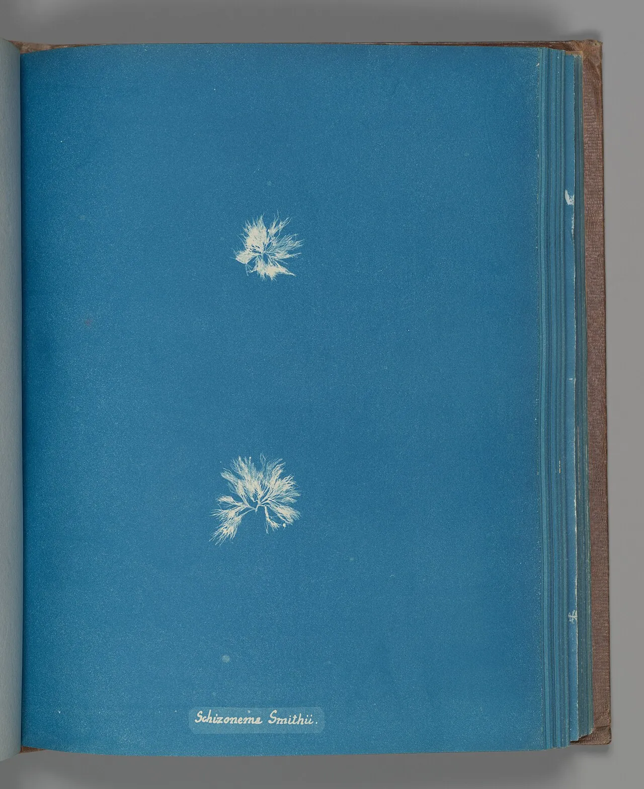 Schizonema Smithii by Anna Atkins