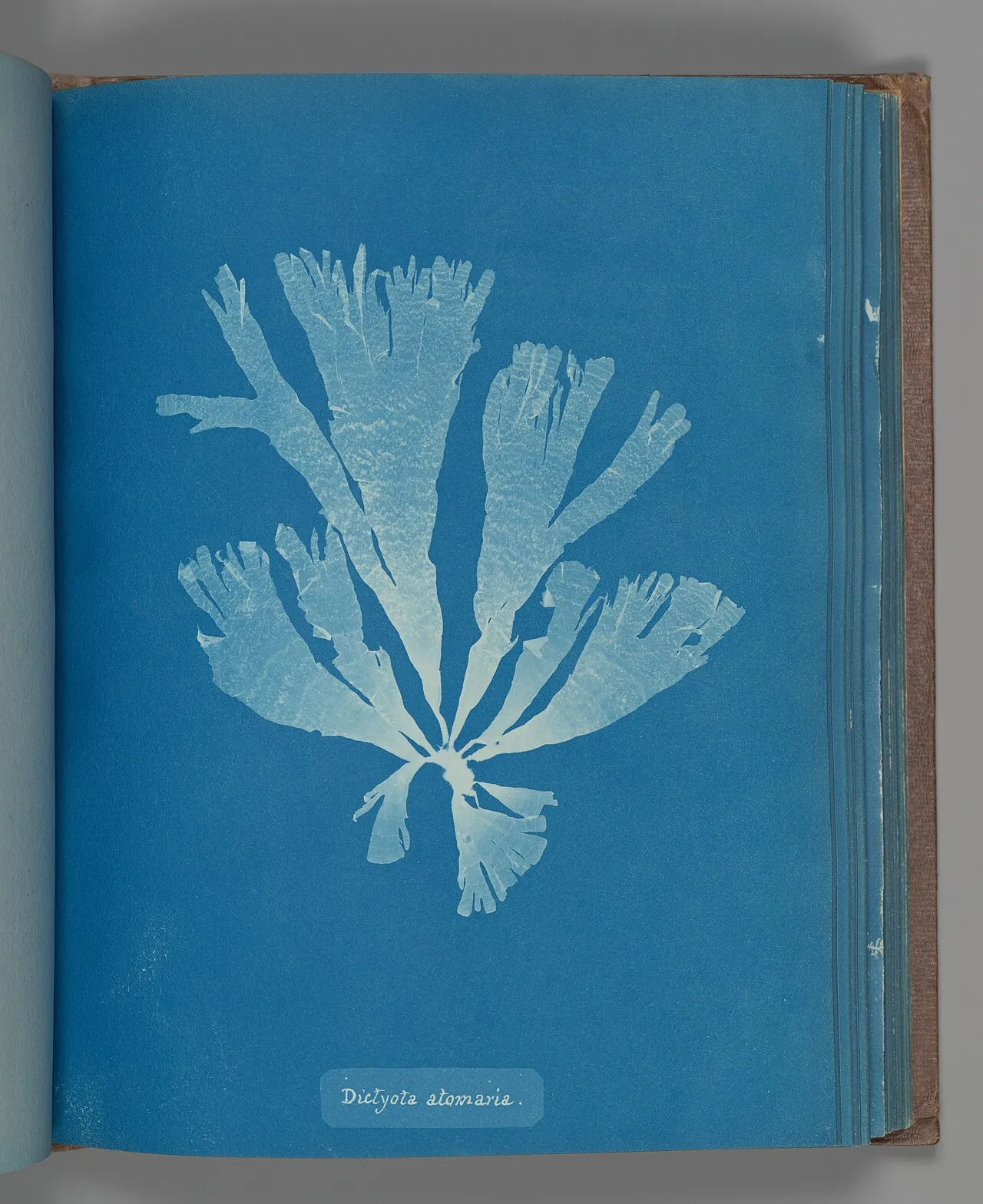 Dictyota atomaria by Anna Atkins