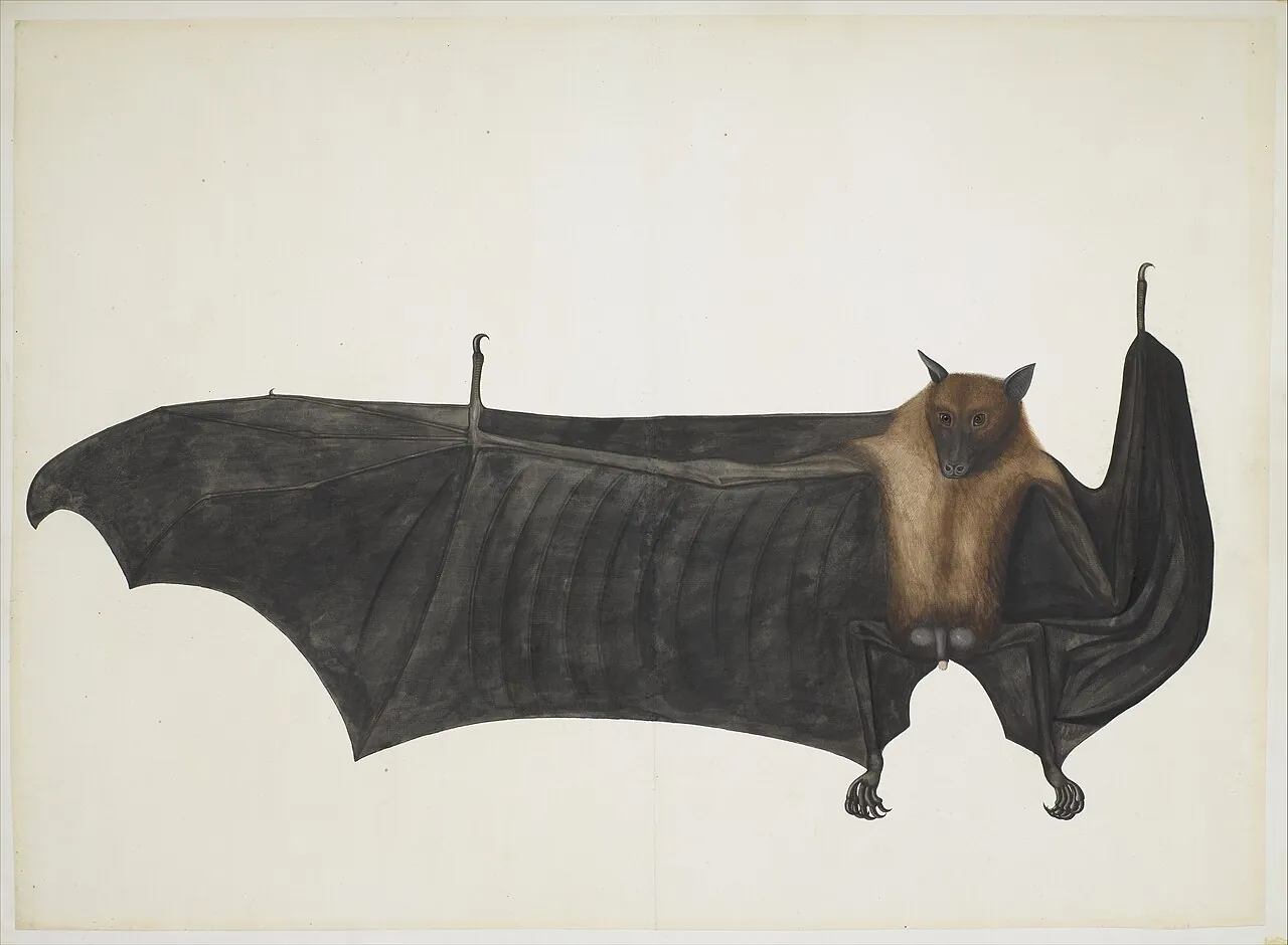 Great Indian Fruit Bat by Bhawani Das