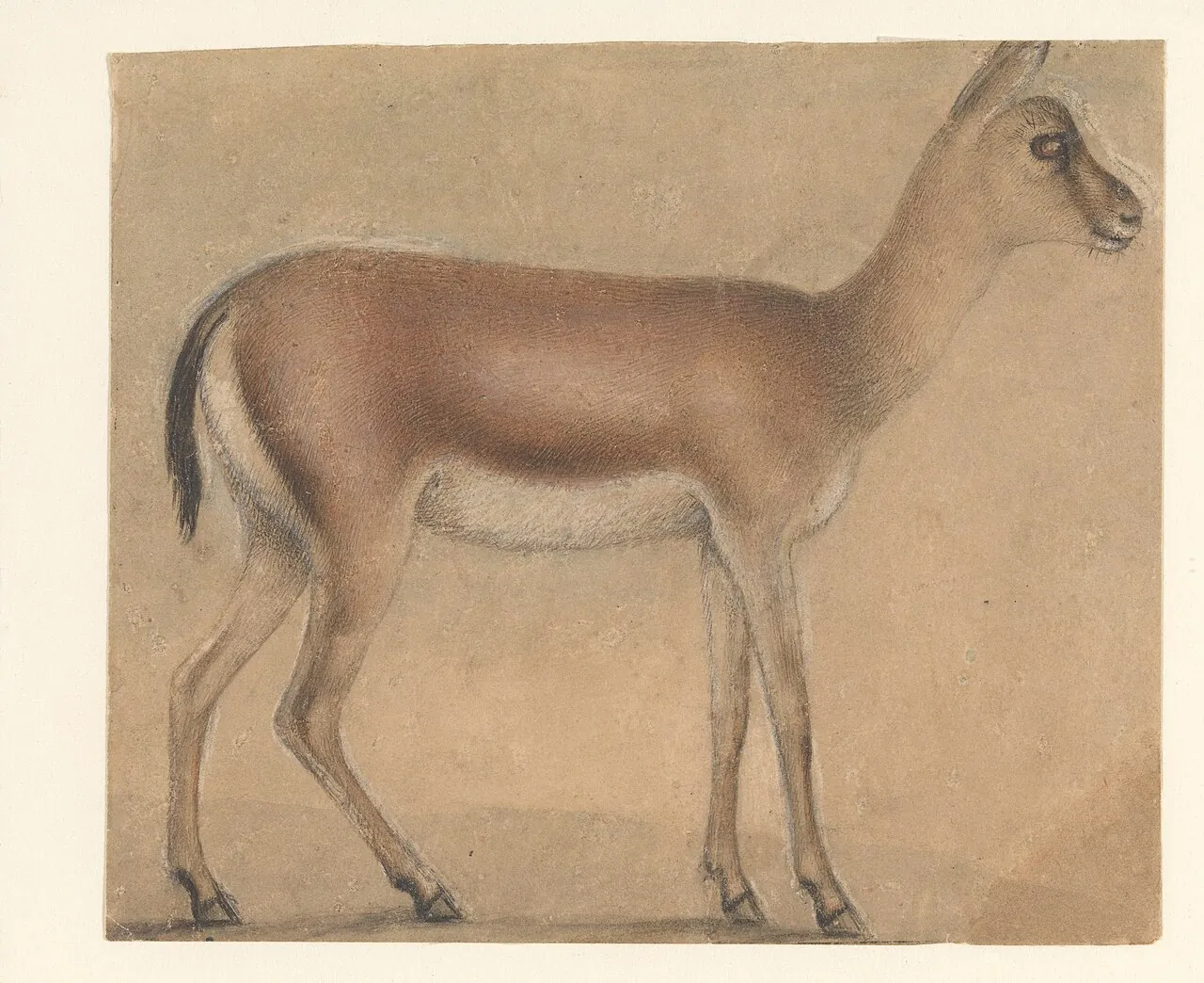 A Gazelle in Profile, Moving Toward the Right by Michelino da Besozzo (Michelino de Mulinari)